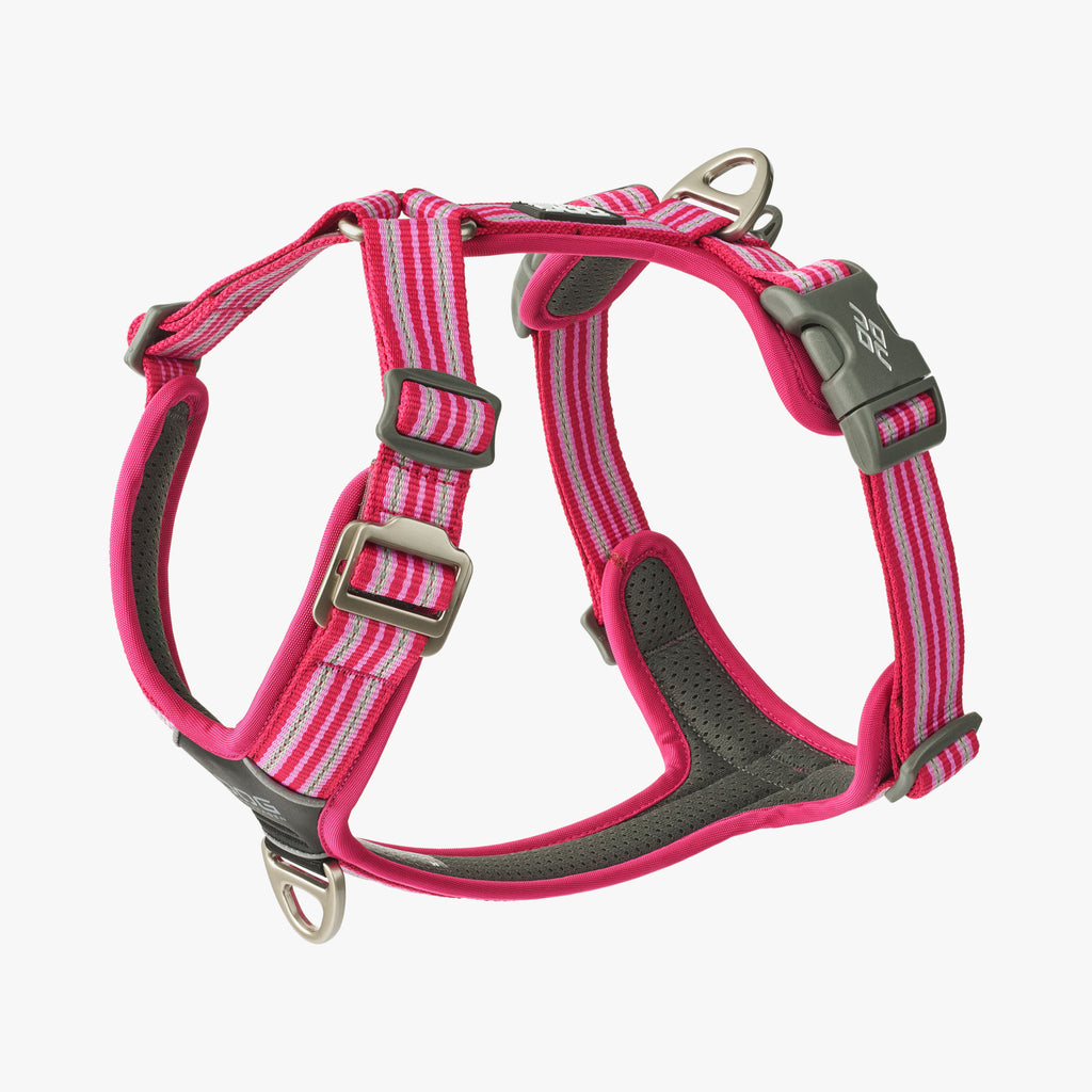 DOG Copenhagen Comfort Walk Air™ Harness | Shortie Friends