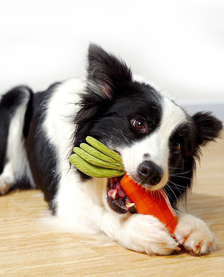Latex Squeaky Crinkly Carrot Toy | Shortie Frends