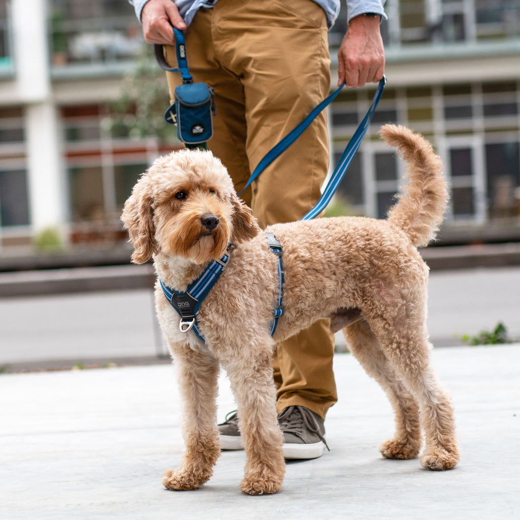 DOG Copenhagen Comfort Walk Air™ Harness | Shortie Friends