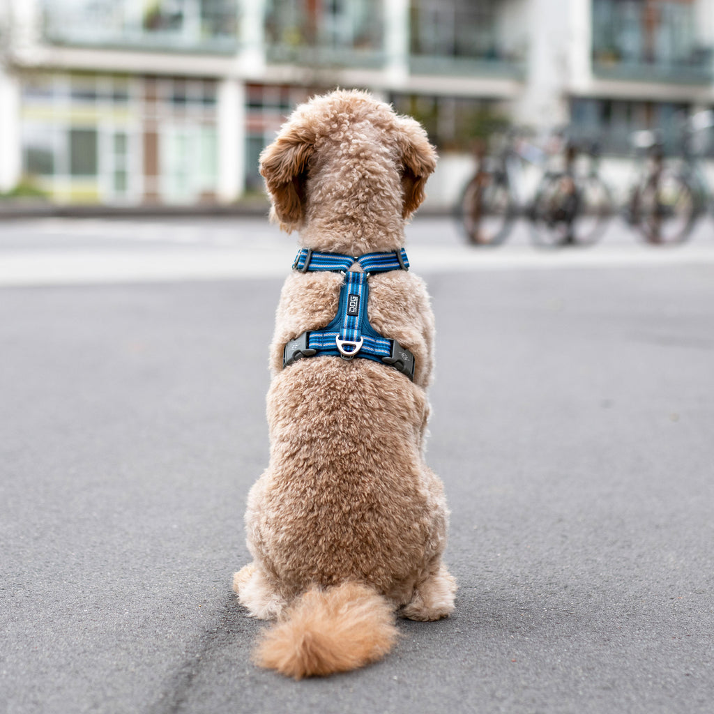 DOG Copenhagen Comfort Walk Air™ Harness | Shortie Friends