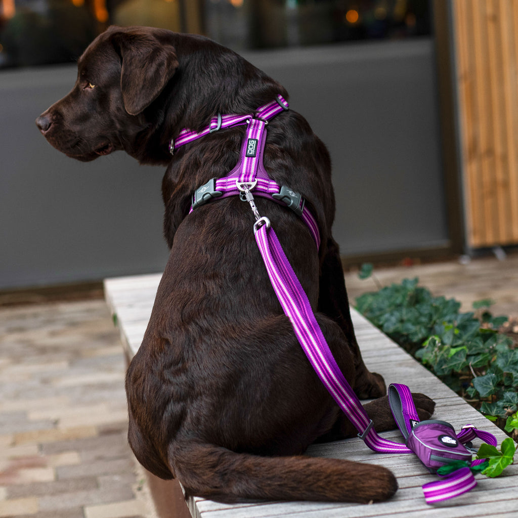 DOG Copenhagen Comfort Walk Air™ Harness | Shortie Friends