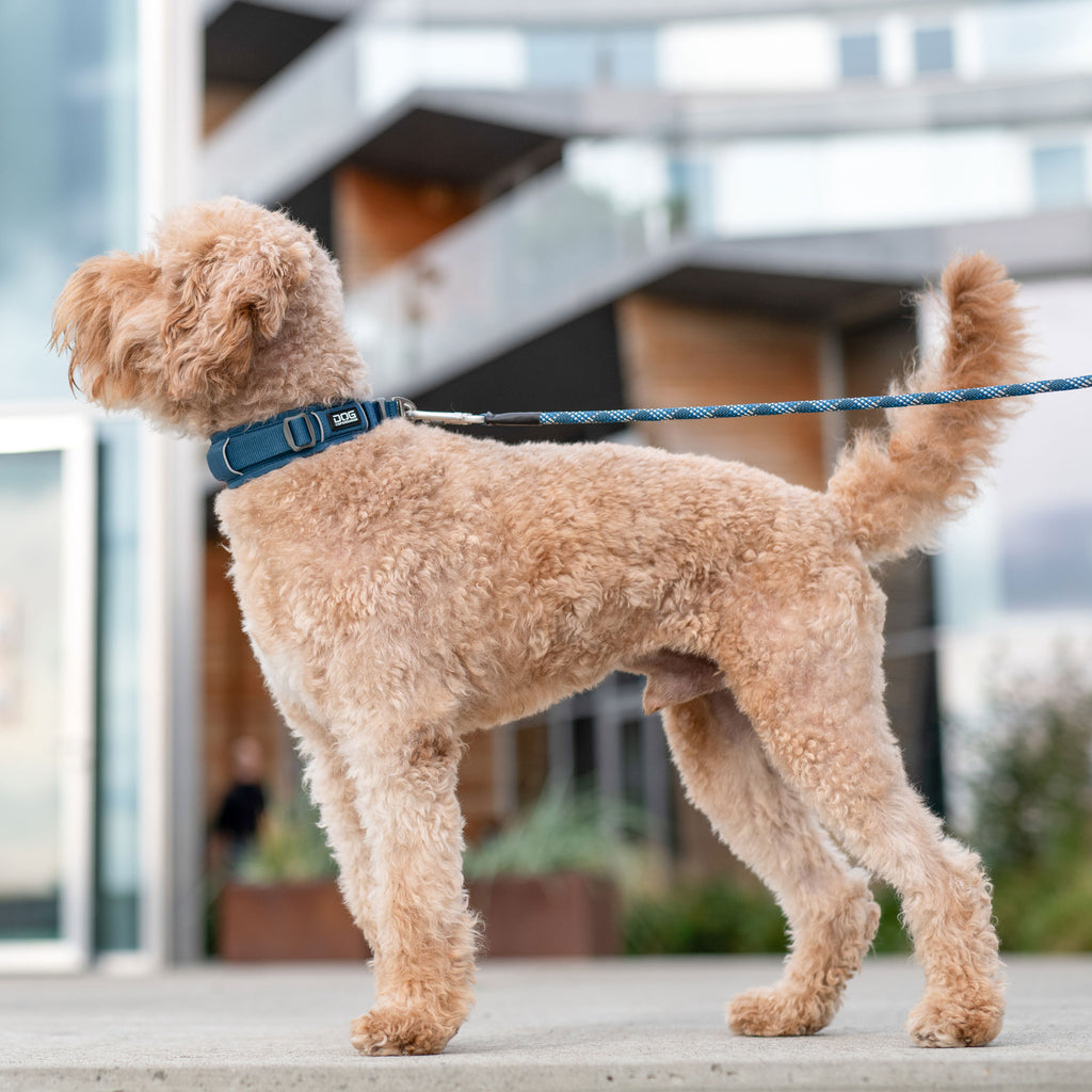 DOG Copenhagen Urban Explorer™ Collar | Shortie Friends