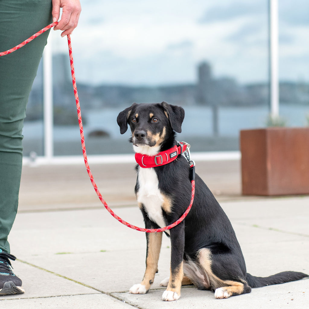 DOG Copenhagen Urban Explorer™ Collar | Shortie Friends