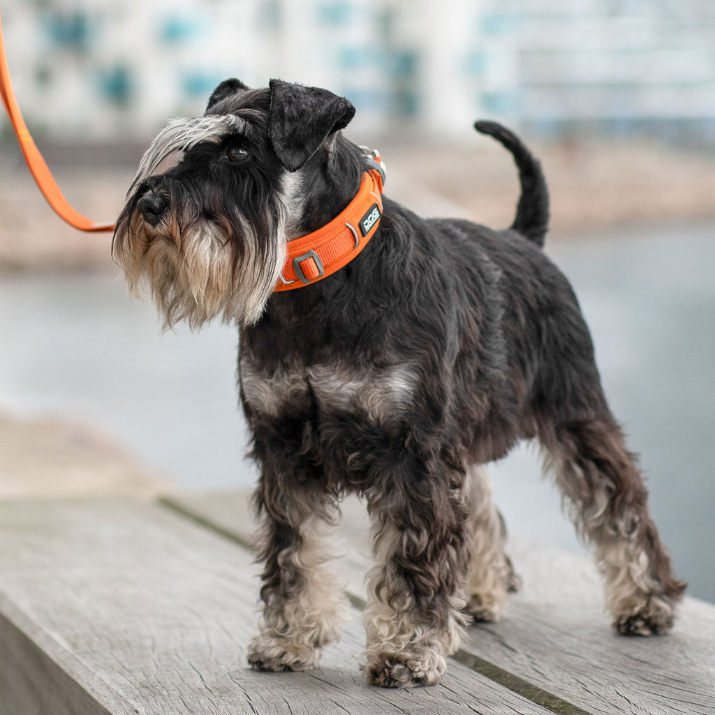 DOG Copenhagen Urban Explorer™ Collar | Shortie Friends