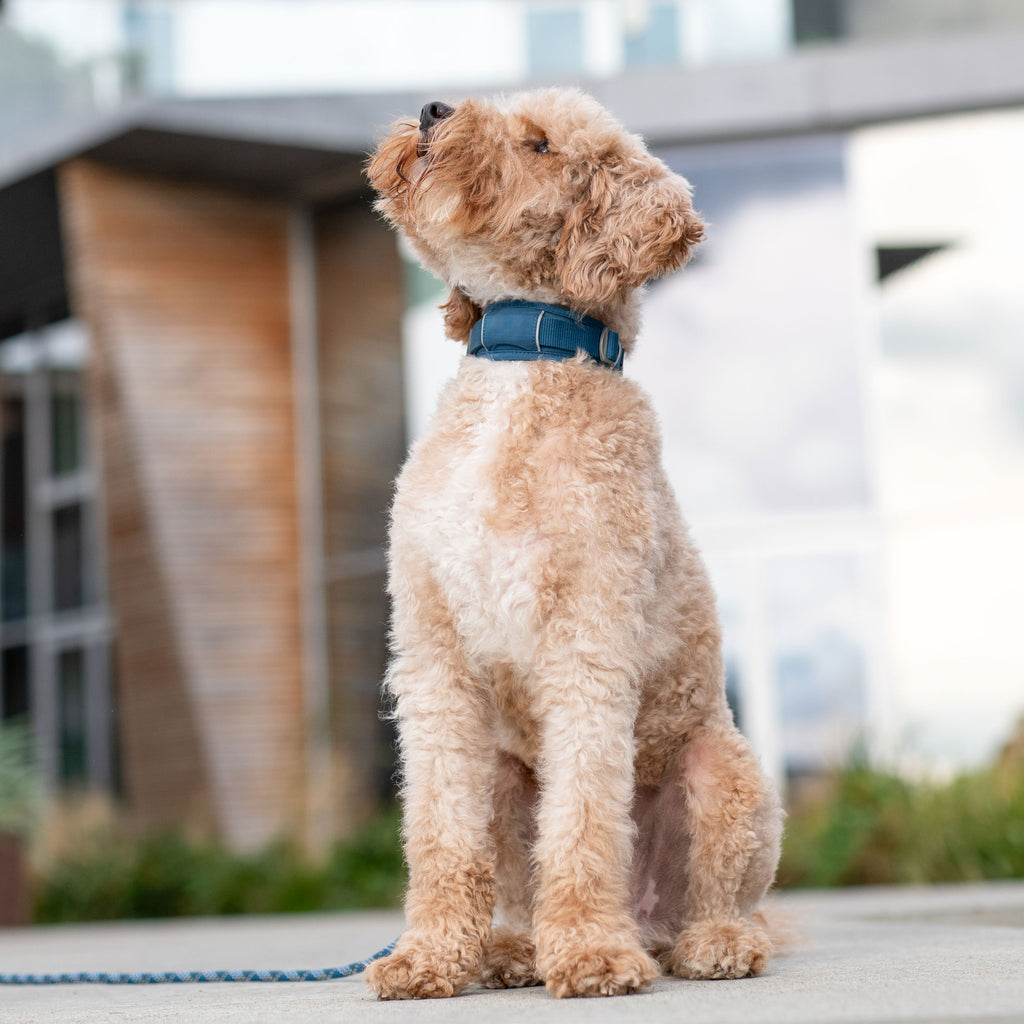 DOG Copenhagen Urban Explorer™ Collar | Shortie Friends