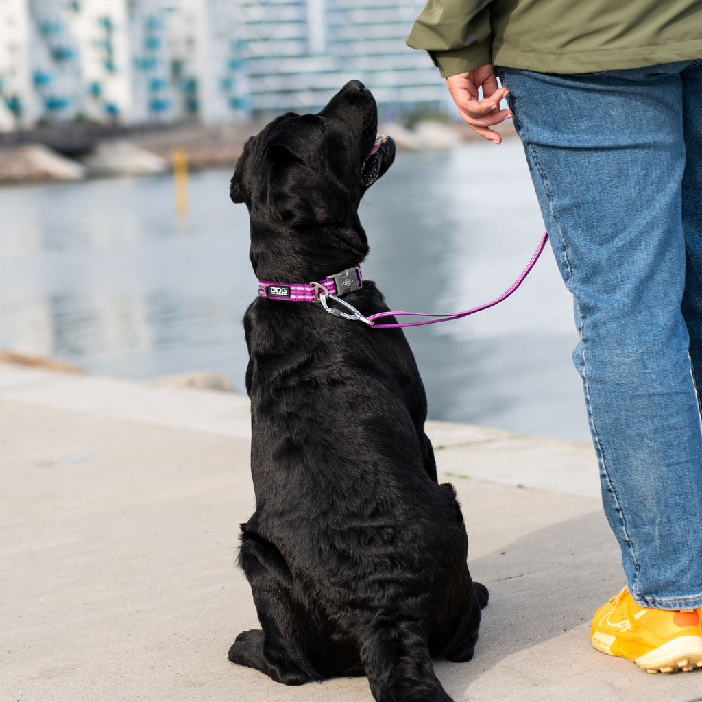 DOG Copenhagen Urban Style™ Collar | Shortie Friends