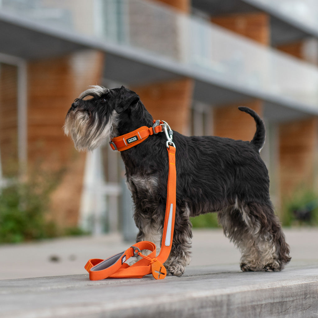 DOG Copenhagen Urban Trail™ Leash | Shortie Friends