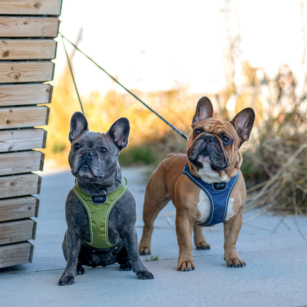 DOG Copenhagen Comfort Walk Go™ Harness | Shortie Friends