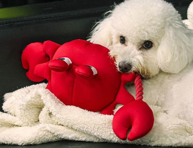 QMonster Red Crab Squeaking Tug Toy | Shortie Friends