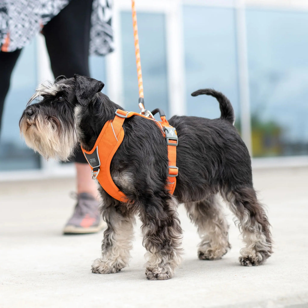 DOG Copenhagen Comfort Walk Pro™ Harness | Shortie Friends