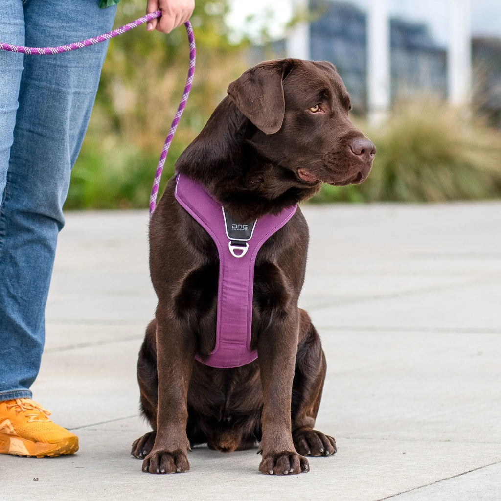 DOG Copenhagen Comfort Walk Pro™ Harness | Shortie Friends