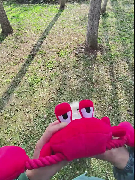 QMonster Red Crab Squeaking Tug Toy | Shortie Friends