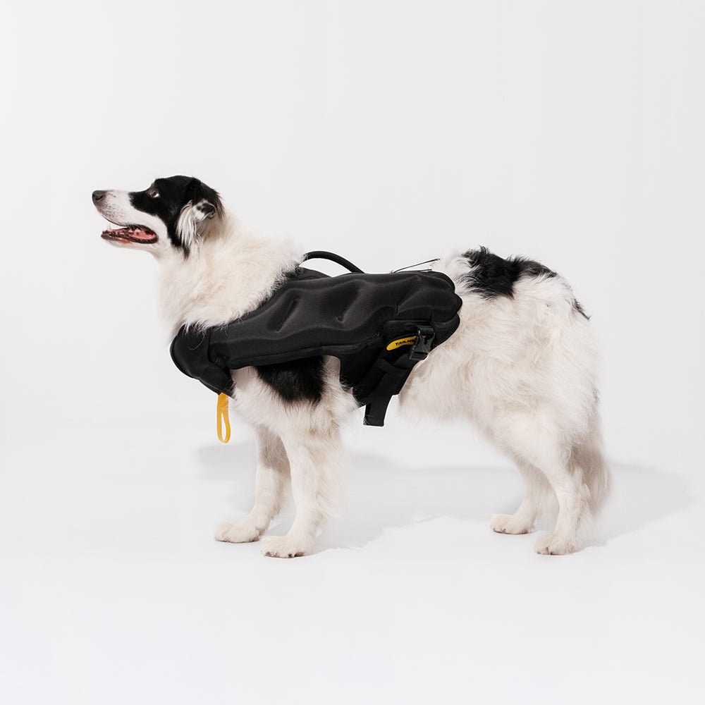 TAILHIGH Inflatable Dog Wetsuit Galapagos Green Shortie Friends